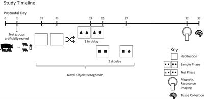 Human and Bovine Milk Oligosaccharides Elicit Improved Recognition Memory Concurrent With Alterations in Regional Brain Volumes and Hippocampal mRNA Expression